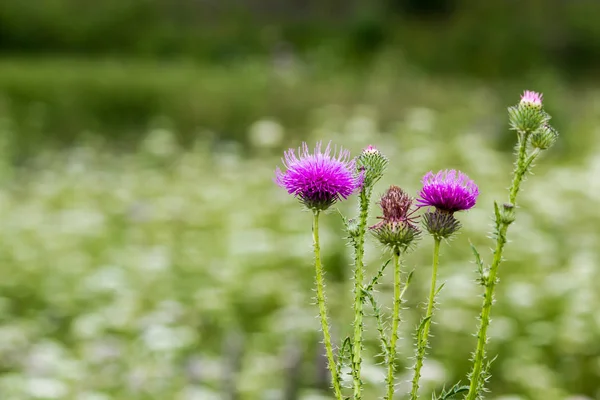 Bodlák Květina Pozadí Zelené Louky — Stock fotografie