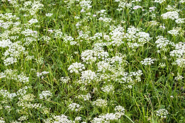Yeşil Çayır Üzerinde Küçük Beyaz Çiçekler — Stok fotoğraf
