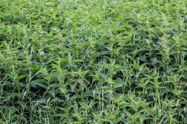 Bir orman vadiye nettles çalılıkları