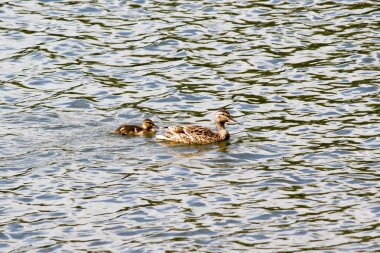 Gölde yüzen ördek yavrularıyla ördek