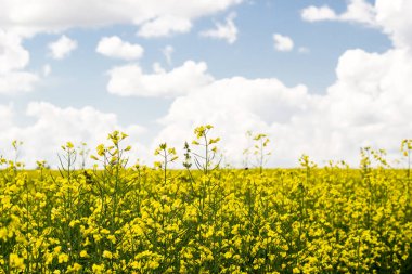 Çiçek, kolza tohumu alanın mavi gökyüzü altında