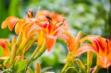 Turuncu Lily çiçekler yaz bahçesinde