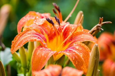 Turuncu Lily çiçekler yaz bahçesinde