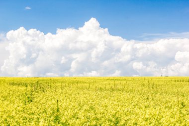 Kolza tohumu alan Cumulus bulutları gün güneşli yaz altında