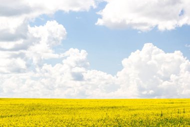 Kolza tohumu alan Cumulus bulutları gün güneşli yaz altında