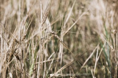 Kulakları buğday bir alanda, arka plan olarak yakın çekim