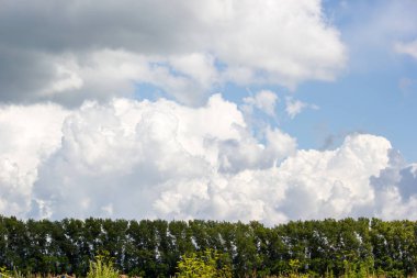 Ağaçların altında mavi gökyüzü ve bulutlar