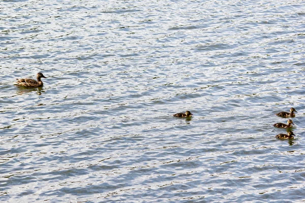 Duck Ducklings Swimming Lake — Stock Photo, Image