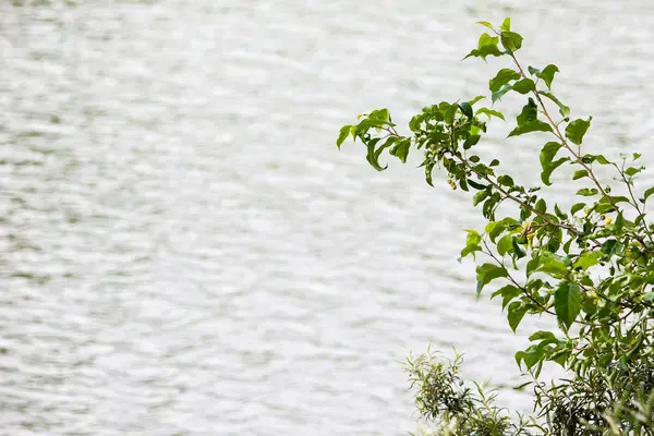 Větve Vrby Nad Vodou Jezera — Stock fotografie