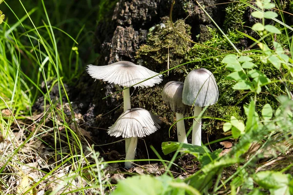 Champignons Blancs Près Arbre Couverts Mousse Dans Forêt Été — Photo