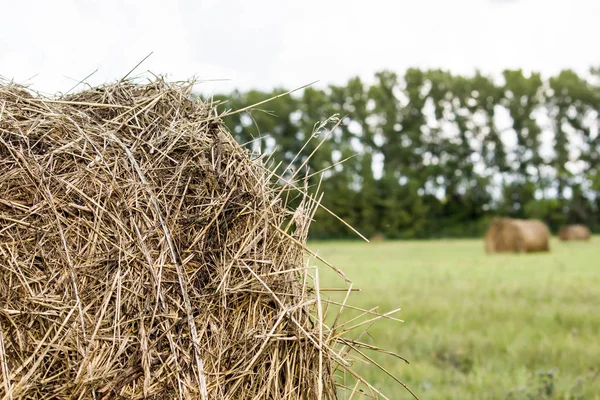 Saman üzerinde yeşil bir alana rulo