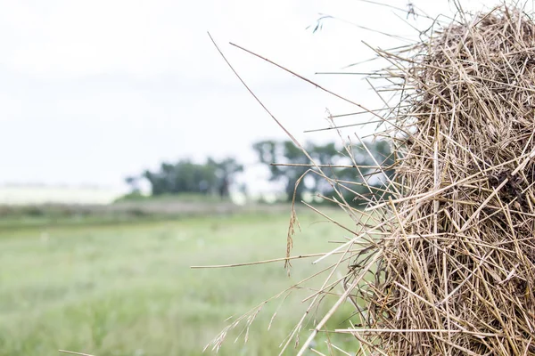 Saman üzerinde yeşil bir alana rulo