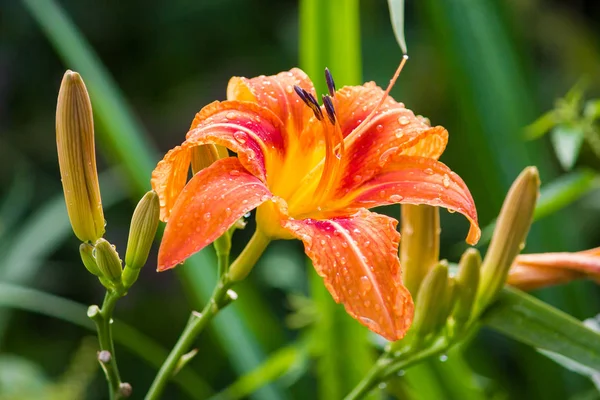 Turuncu Lily çiçekler yaz bahçesinde