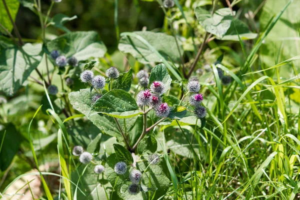 Chardon Fleurs Dans Herbe Dans Forêt — Photo