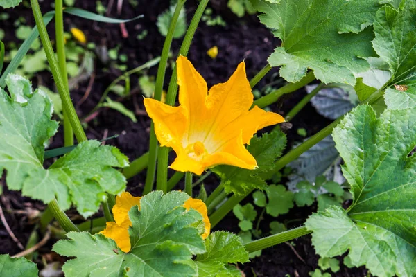 Fiore Giallo Zucchine Nel Giardino Estivo — Foto Stock