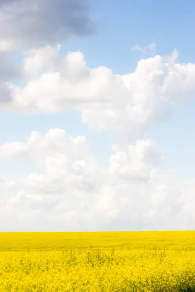 Champ Colza Sous Les Nuages Cumulus Par Une Journée Ensoleillée — Photo