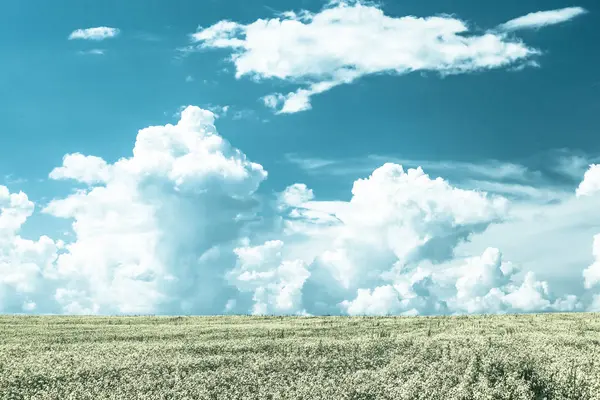 Koolzaad Veld Onder Cumulus Wolken Een Zonnige Zomerdag — Stockfoto