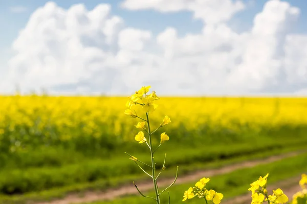 Obszarów Wiejskich Polną Drogą Pod Błękitne Niebo Chmurami — Zdjęcie stockowe