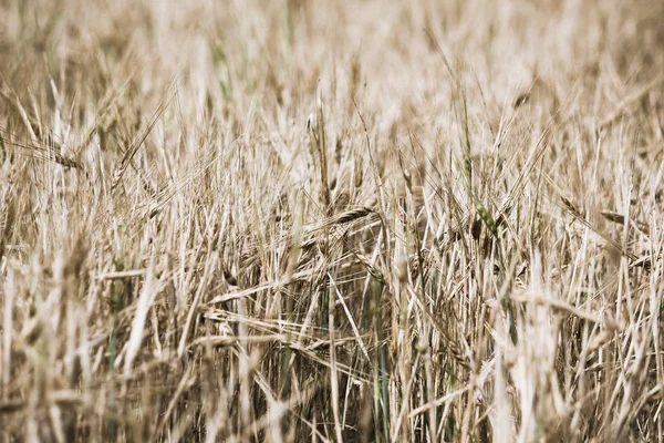 Уши Пшеницы Поле Крупным Планом Качестве Фона — стоковое фото