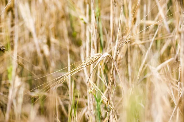 Orelhas Trigo Campo Close Como Fundo — Fotografia de Stock