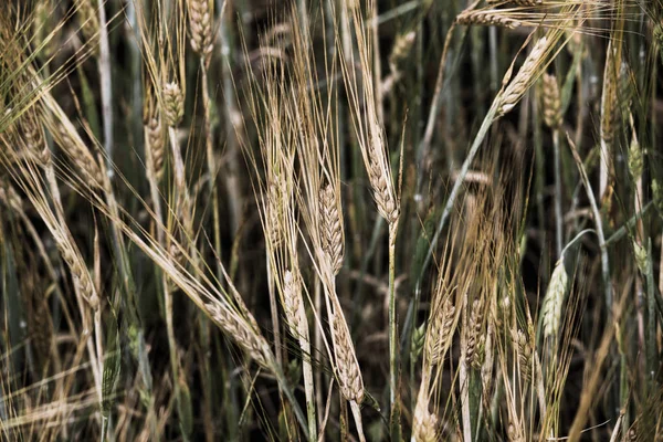 Уши Пшеницы Поле Крупным Планом Качестве Фона — стоковое фото