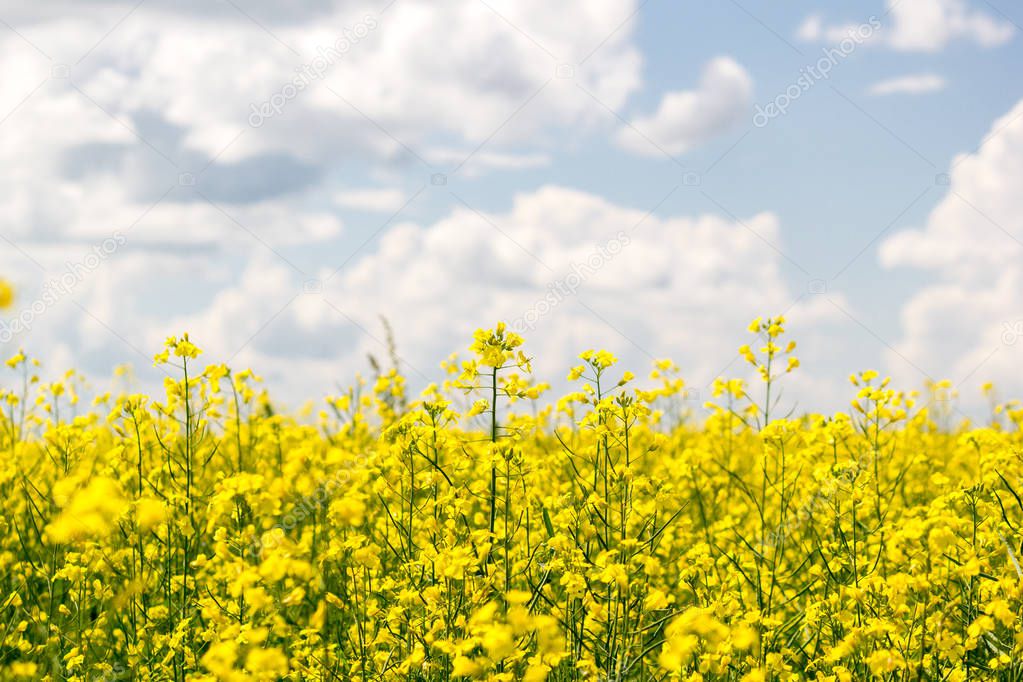 Rapeseed field under the clouds on a Sunny summer day