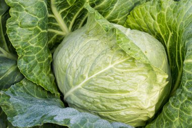 Kolza tohumu alan Cumulus bulutları gün güneşli yaz altında