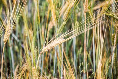 Kulakları buğday bir alanda, arka plan olarak yakın çekim
