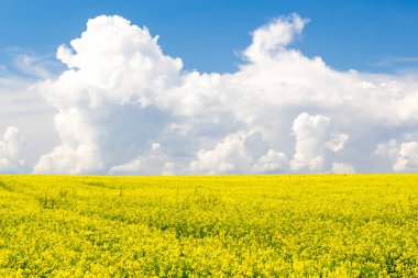 Kolza tohumu alan Cumulus bulutları gün güneşli yaz altında