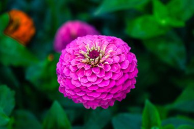 Zinnia bahçedeki çiçekleri