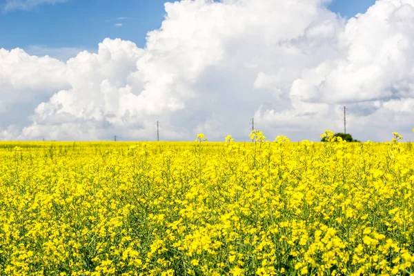 Kolza tohumu alan Cumulus bulutları gün güneşli yaz altında