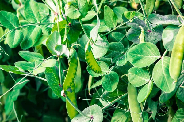 Ervilhas Verdes Jovens Crescendo Jardim Primavera — Fotografia de Stock