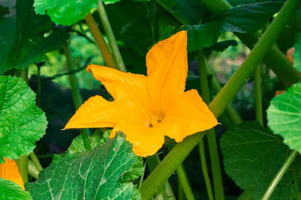 Flor Amarilla Calabacín Jardín Verano — Foto de Stock