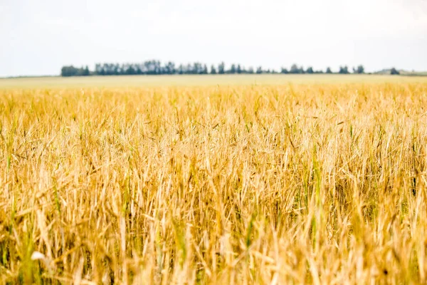 Campo Trigo Algunos Árboles Horizonte — Foto de Stock