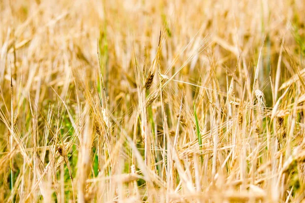 Orejas Trigo Campo Cerca Como Fondo — Foto de Stock