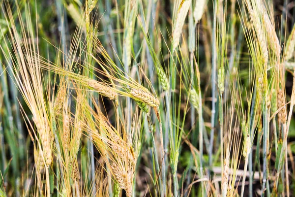 Kulakları Buğday Bir Alanda Arka Plan Olarak Yakın Çekim — Stok fotoğraf
