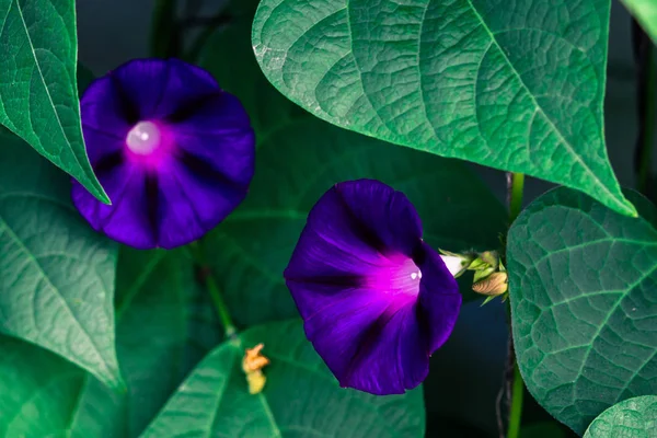 Duas Flores Roxas Petúnia Com Folhas Verdes — Fotografia de Stock