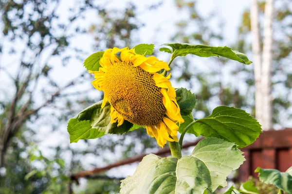Sunflower Growing Summer Garden — Stock Photo, Image