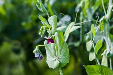 Bahar bahçe büyüyen genç yeşil bezelye