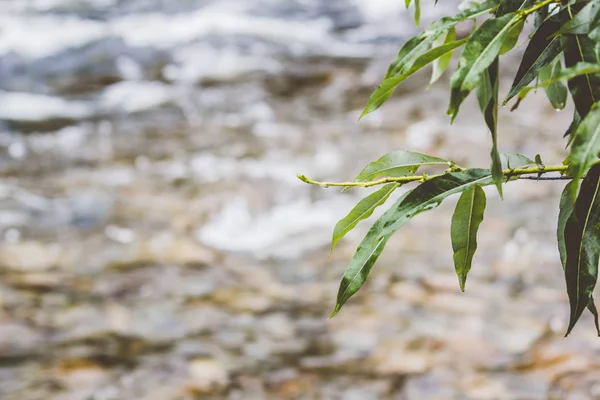 Río Montaña Con Plantas Verdes Orilla — Foto de Stock