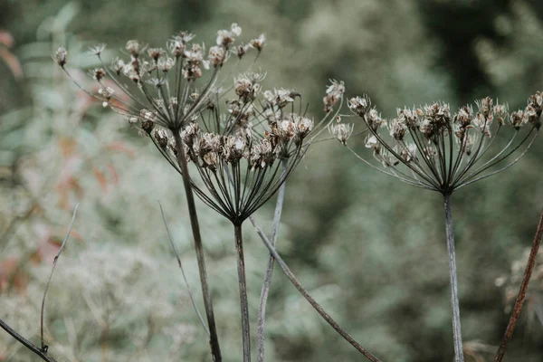 Secar Las Sombrillas Las Plantas Sobre Fondo Gris —  Fotos de Stock