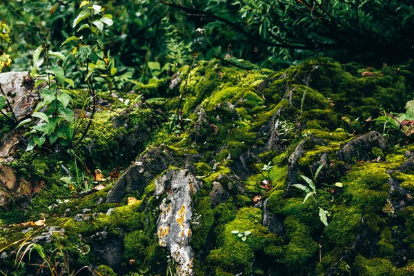 Bosque Verde Musgo Sobre Piedra Naturaleza — Foto de Stock