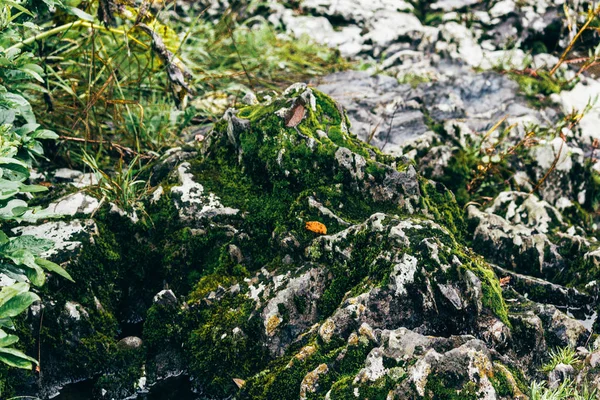 Grön Forest Moss Sten Naturen — Stockfoto