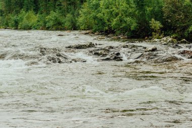 Dağ nehir kıyısında yeşil bitkiler ile