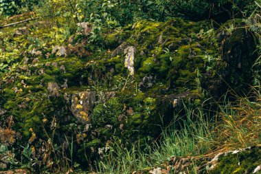 Taş vahşi yeşil orman yosun