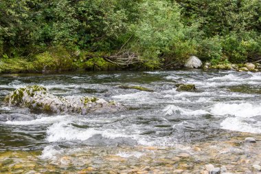 Hızlı dağ nehir taşları ve sahilde ağaçları ile