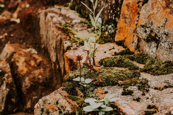 Bosque Verde Musgo Sobre Piedra Naturaleza — Foto de Stock