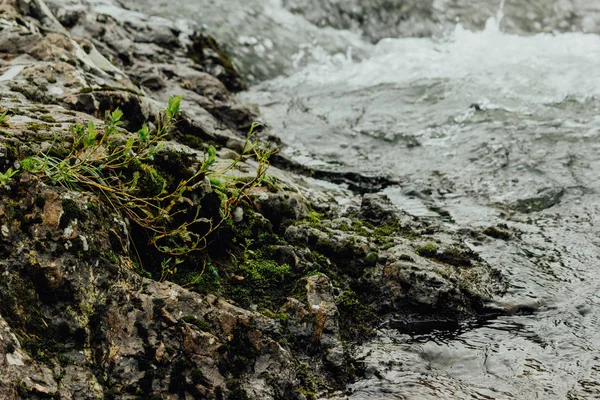 Grüne Pflanze Auf Einem Felsen Einem Gebirgsfluss Der Kampf Ums — Stockfoto
