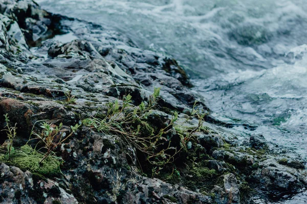 Grüne Pflanze Auf Einem Felsen Einem Gebirgsfluss Der Kampf Ums — Stockfoto