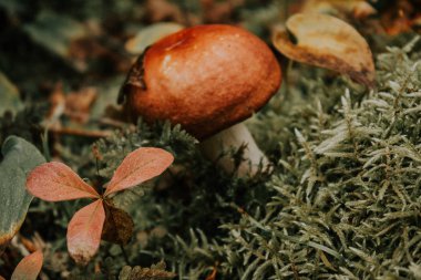 Ormanın içinde yosun büyüyen bir yalnız mantar